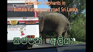 Extortion Elephants in Buttala Kataragama road Sri Lanka