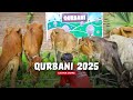 Qurbani 2025
