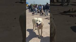 21.04.2024.Сарыағаш.Жібек жолы құс базары.Қазақы ит.АЛАБАЙ.🐕🐶🐕‍🦺