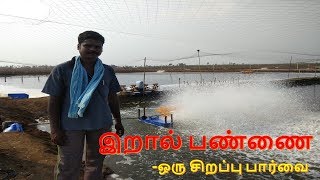 இறால் பண்ணை-ஒரு சிறப்பு பார்வை / Shrimp Farm Part-1