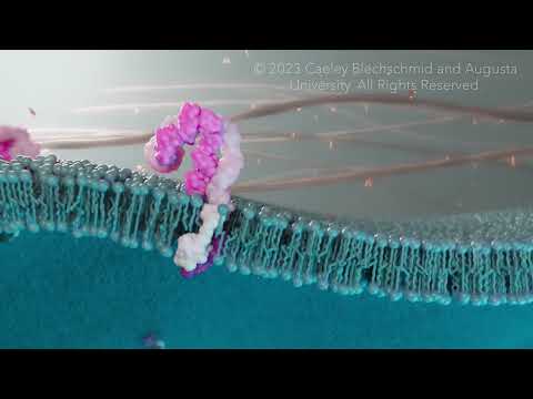 Are Hemidesmosomes integrins?