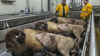 Millions of Bison, Kangaroos and Crocodiles Are Processed This Way - Processing Plant