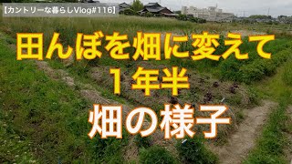 田んぼを自然農の畑に変えて1年半が経った畑の様子です