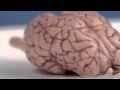 Sheep Brain