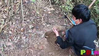 พาไปขุดมันอ้อน สปป.ลาว Sticky potato (?). Found in Asia, Laos.