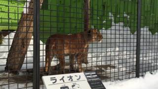 ライオンのメスの鳴き声 釧路市動物園 Lion