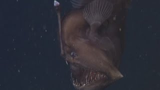 Elusive Black Seadevil gets close up