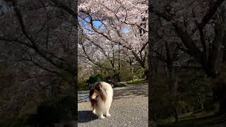 #ラフコリー  #コリー　#愛犬　#桜