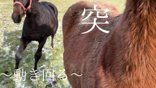 【牡馬の放牧地】  命懸けの撮影…となりました‼️‼️