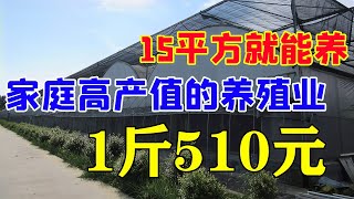 比养牛还挣钱，比养猪风险低，1斤卖510元，年纯利润65万，新门路【三农雷哥】