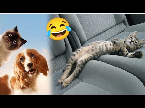 New Funny And Cute Animals 😍😂 Cat And Dog 👌 Funny Animals Videos 2024 ...