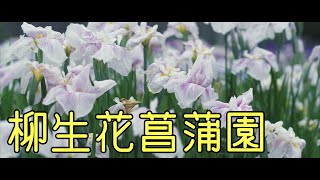 柳生花菖蒲園（奈良県奈良市柳生町）