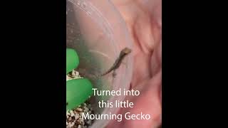 Baby Mourning Gecko From Egg to just hatched #shorts