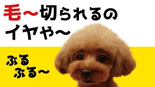 だからトリミングはイヤやねんって～！おしゃべりペット！関西弁をしゃべる犬！しゃべくり犬シャル！