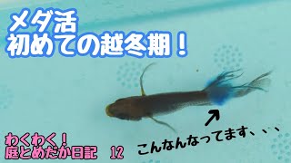 メダ活　初めての越冬期！　わくわく！庭とめだか日記12