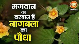 भगवान का वरदान है नागबला का पौधा | Nagbala ke fayde | Ayurvedic Treatment | Gharelu Nuskhe