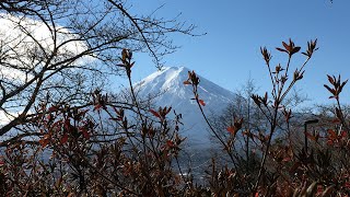 Arakura sengen shrine (Chureito Pagoda)