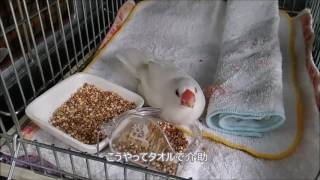 文鳥の介護#29 タオルで介助  java sparrow.老鳥