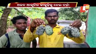 Coronavirus Shaped Cucumber Grows In Umerkote - OTV Discussion