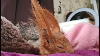 Умиротворённая белка...! 🤣 У белки тихий час... 😴 Squirrel sleeping