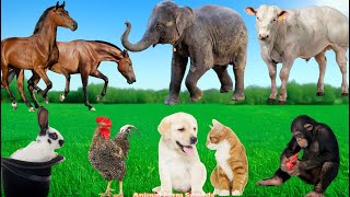 Everyday Moments of Animals: Elephant, Cow, Horse, Dog, Cat, Monkey, Chicken, Rabbit - Animal Sounds