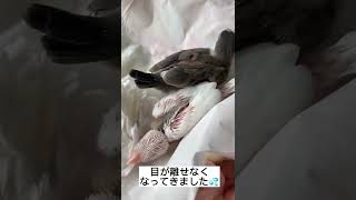 文鳥「25日目の雛ちゃん🐤」