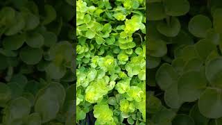 Creeping Jenny (Lysimachia nummularia) - Freaky, Creepy \u0026 Deadly Halloween Plants