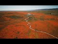 Poppy Reserve 2019 Super Bloom From Above