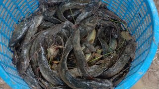 Catch a fish in a cage - ចាប់ត្រីក្នុងក្រិកបានច្រើនណាស់