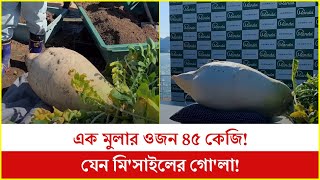 এক মুলার ওজন ৪৫ কেজি! মুলা তো নয় যেন মি'সাইলের গো'লা!