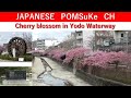 Cherry blossoms in Yodo Waterway, Kyoto./JP POMSuKe#Shorts