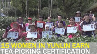 15 women in Yunlin County village become certified tea pickers | Taiwan News | RTI