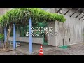 【外出】群馬県 藤岡市「ふじの咲く丘」ふじまつり