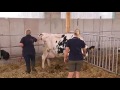 veterinery video