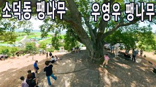 소덕동 팽나무/ 우영우 팽나무/환상의 돝섬