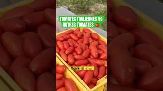 Tomates italiennes #tomate #tomateros #tomato #tomatoesauce #tomatoes #tomatopuree #tomaten #tomates