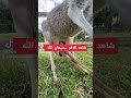 شاهد قدرة الله