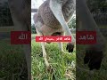 شاهد قدرة الله