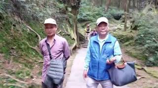 鑽石豪華旅行陽明山阿里山賞櫻