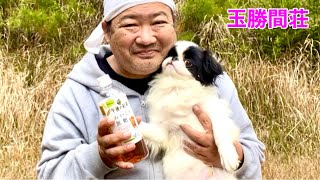 【狆】子犬の初めてのワクチンはいつが正解？ブリーダーはこう考える【チベタンスパニエル】