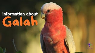 information about Galah