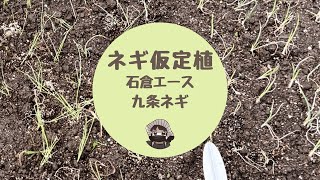 ネギ苗仮定植【石倉エース】【九条ネギ】【家庭菜園】