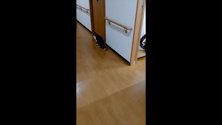 【保護猫】おかか🐱と茶々🐱が部屋から出たら　Part2