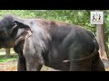 ඇත්ගොව්වන් හතක් ඝාතනය කල මද්දු අලියා elephant attack ape pansala