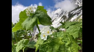 残雪期の白馬鑓温泉でテント泊   2022年6月4日～5日