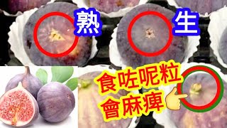 How to Choose a Ripe Fig? What Not to Eat to Prevent Getting a Sore Tongue or Sore Lip?