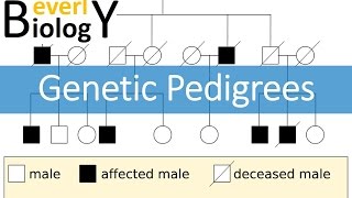 Genetic Pedigrees (updated)