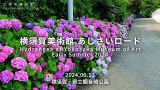 横須賀美術館 あじさいロード【2024.06.12】- Hydrangea at Yokosuka Museum of Art