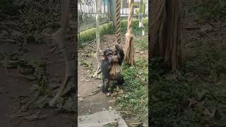 若夏･･⑫チンパンジー・モコイチくん・沖縄こどもの国・・・Chimpanzee ・Okinawa Zoo \u0026 Museum(20230517)