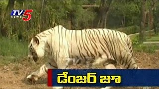 Danger Zoo | Animal Escapes from Zoo | Nehru Zoological Park | Hyderabad | TV5 News